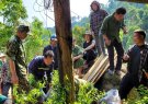 Thực hiện Dự án hỗ trợ sản xuất trồng Cây mận hậu Sơn La tại bản Mùa Xuân