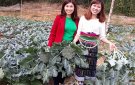 Mô hình “Mỗi hộ gia đình phải có 01 vườn rau sạch” ở xã Sơn Thủy